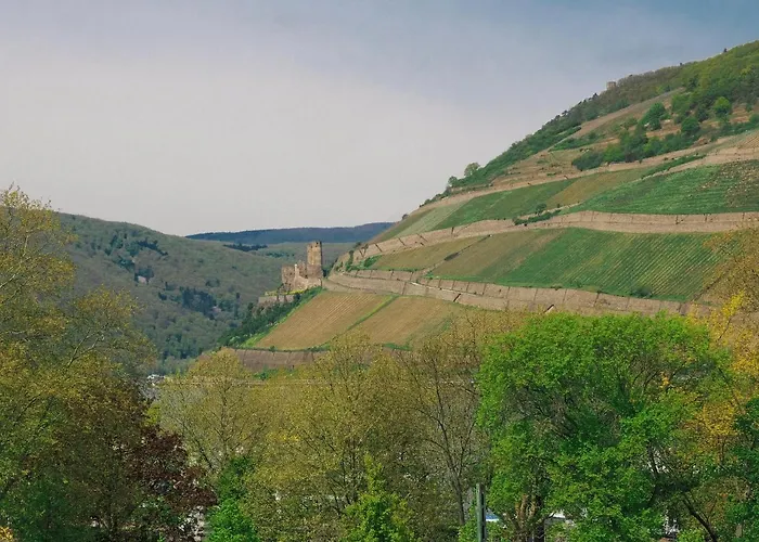 Rheinufer Am Hindenburgpark